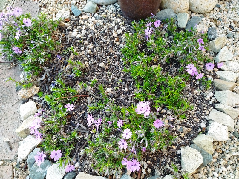目土から約3ヶ月後の芝桜。穴があった部分はまだ残るものの、株が広がり花が増えてきた様子