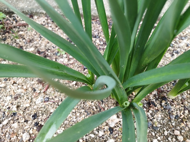 水仙の花がら摘みで茎を根元からカットした様子