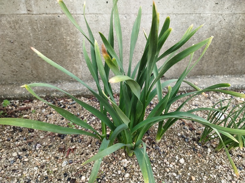 水仙の花がら摘み後、スッキリした全体の様子