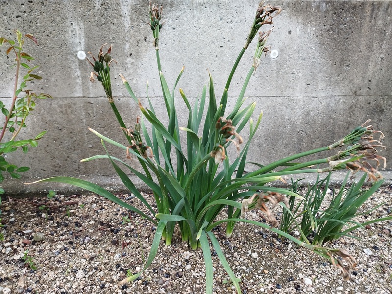 花がら摘み前の水仙の状態（種がたくさんできている）