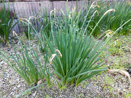 水仙の花後 の様子、種ができかけている状態