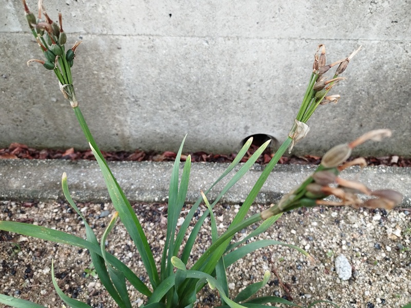 水仙の花が枯れたあと、種が膨らみ始めた様子（アップ）