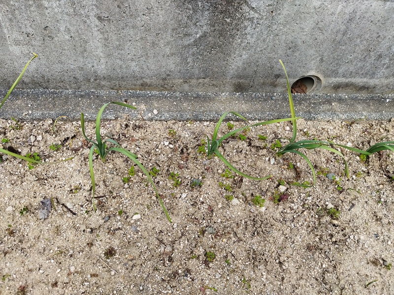 植え替えから約5ヶ月後の水仙。葉は大きく育っているが、花芽はまだ見られない
