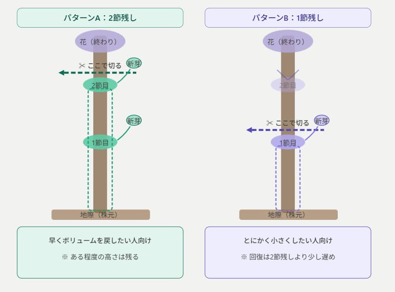 大きくなりすぎた紫陽花を小さくする強剪定のイラスト。左側は2節残しで早く大きく戻す切り方、右側は1節残しで極限まで小さくリセットする切り方の位置と芽が出る位置の比較図