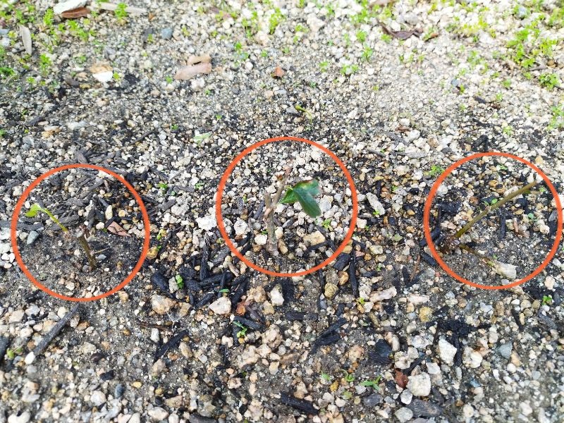 3パターンのボケの挿し木を1ヶ月観察した全体写真。左から水挿し枝、葉少なめの枝、葉多めの枝をオレンジ色の円で強調