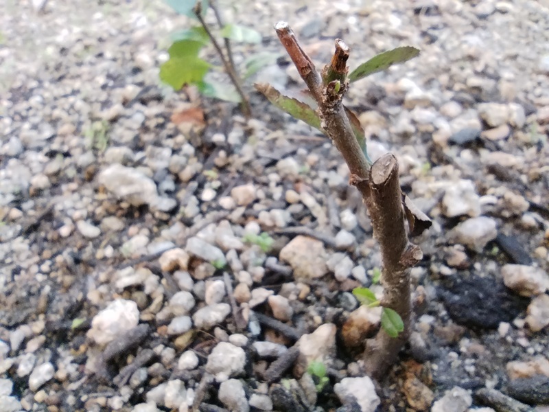 ボケの挿し木の拡大写真。枝の下部から小さな緑の新芽とボケ特有の棘が芽吹いている様子