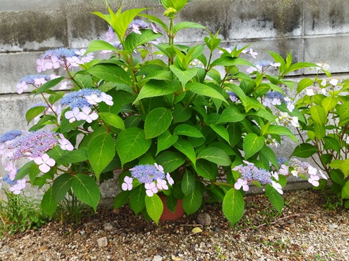 大きくなりすぎた鉢植えの薄い紫色のガクアジサイ。鉢底から地面に根を張って1m以上に巨大化した現在の様子