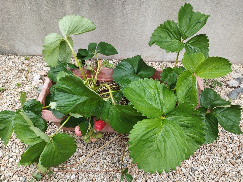 肥料過多で葉が大きく育ちすぎ、茎が伸びて倒れそうになっているプランター栽培のいちご
