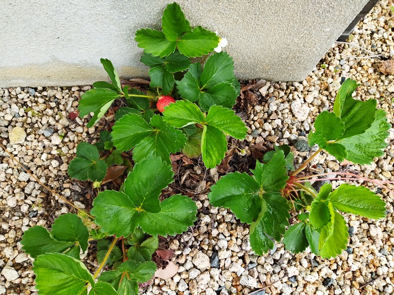 肥料を与えていないのに元気に育ち、花と実がついている庭の露地栽培いちご