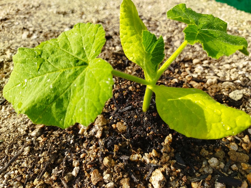 かぼちゃの苗を地面より1cmほど高く植え付けた、浅植えの接写写真
