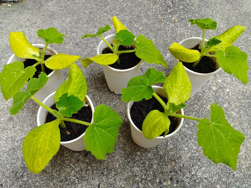 紙コップで育てたかぼちゃの苗。本葉が3枚開き、植え付けに適した大きさの状態