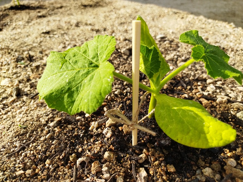 植え付け後のかぼちゃの苗に割り箸の支柱を立て、麻ひもで「8の字」に軽く結んで風対策をした様子