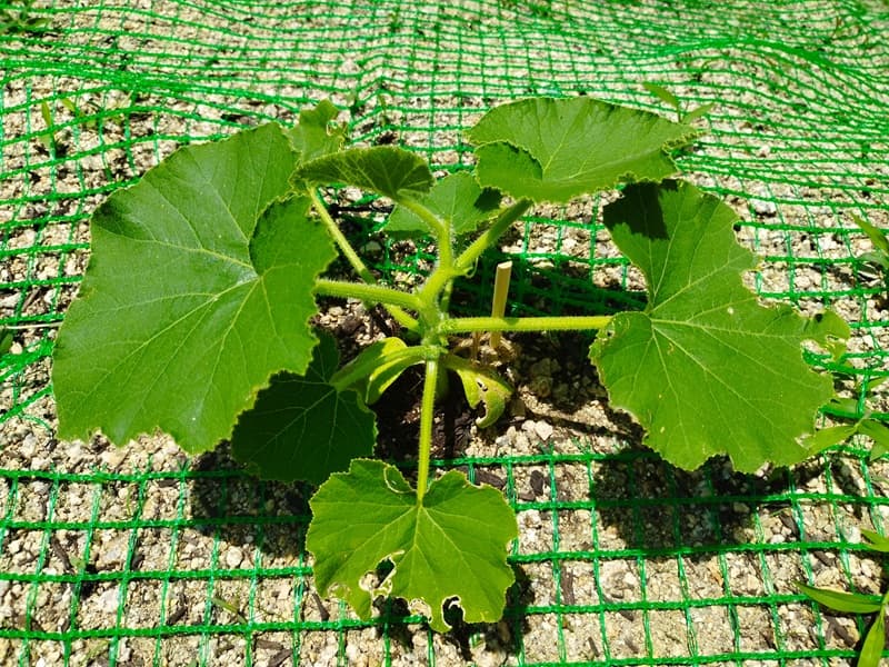 親づるの先端を摘芯し、本葉7枚を残して風通しが良くなったかぼちゃの株元