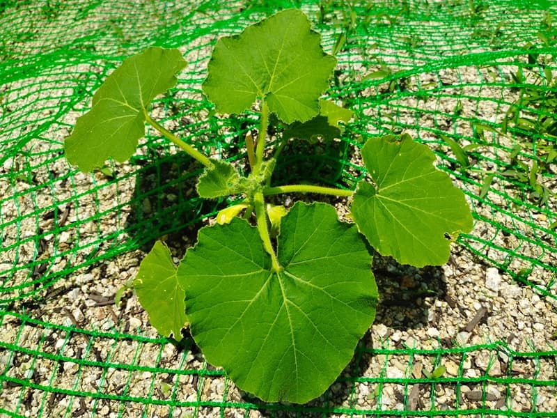 小さな葉を保険として残し、本葉8枚の状態で親づるの最先端を摘芯したかぼちゃの苗