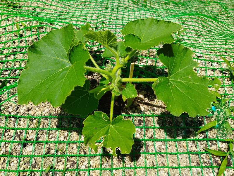 植え付けから10日目、大きく育ったかぼちゃの苗の様子。脇芽や花芽も出ている（摘芯前）
