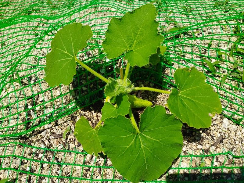 本葉と花芽が重なり合って成長点が見分けにくい、摘芯前のかぼちゃの苗