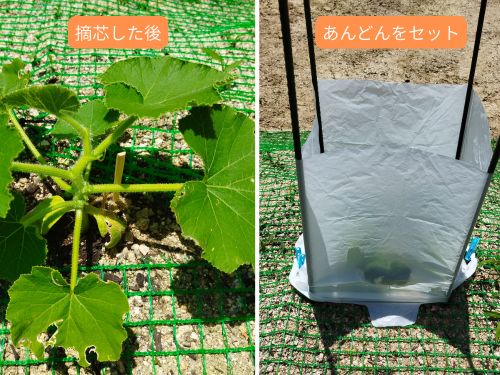 かぼちゃの摘芯後のすっきりした株元（左）と、スーパーのレジ袋でセットしたウリハムシ対策のあんどん囲い（右）を並べた、かぼちゃ栽培のアイキャッチ画像