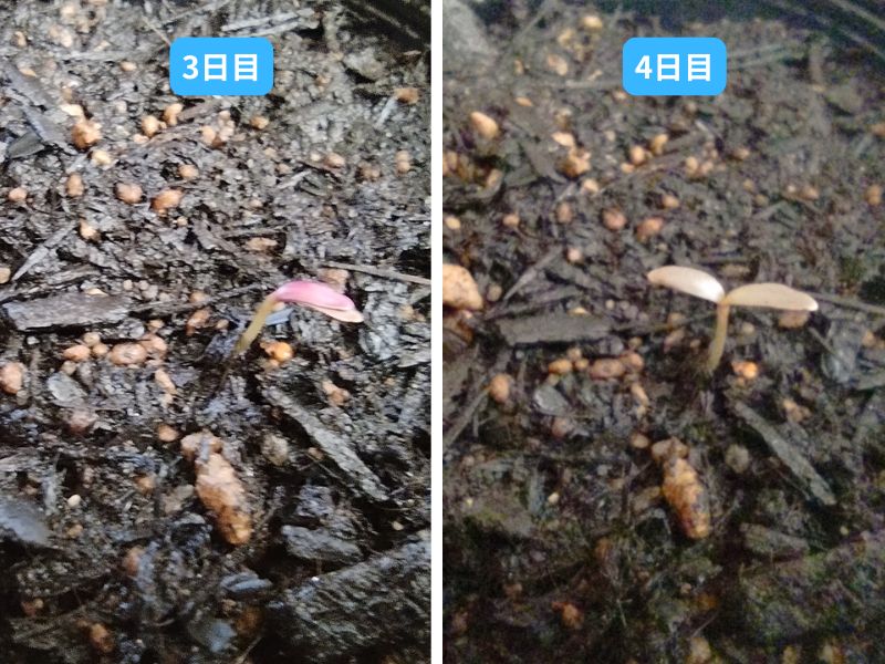 千日紅の芽の成長比較写真。左は発芽直後の赤い閉じた双葉、右は1日経って開いたシルバーグリーンの双葉。