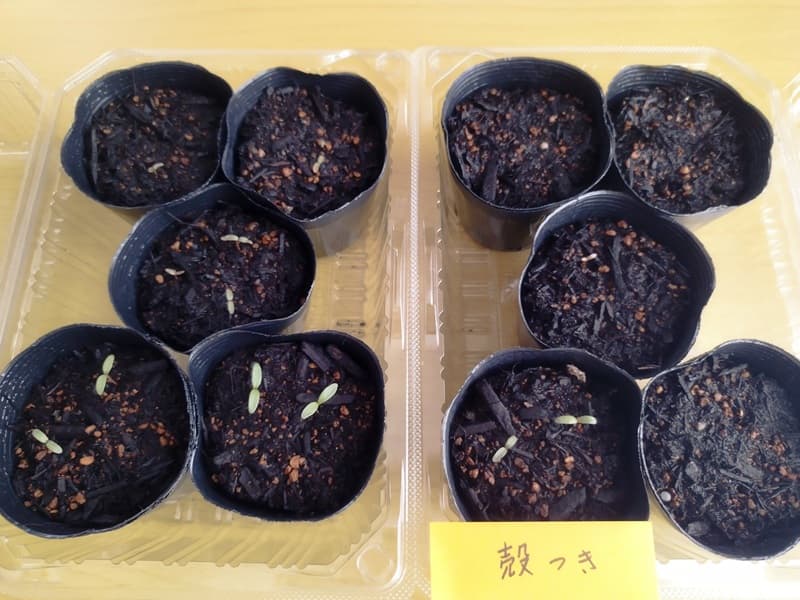 千日紅の種まき1週間後の比較写真。左に殻なしの種をまいた5ポット、右に殻付きの種をまいた5ポットを並べ、発芽数の差を示している