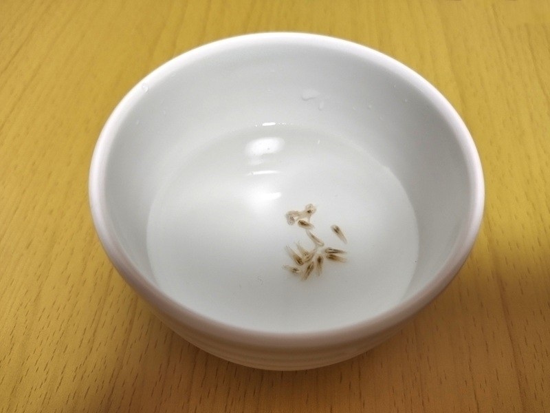 コップの水の中で揉み込み、しっかり吸水して沈んだ千日紅の種