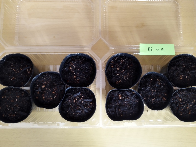 千日紅の種をまき終え、霧吹きでたっぷり加水した10個の育苗ポット
