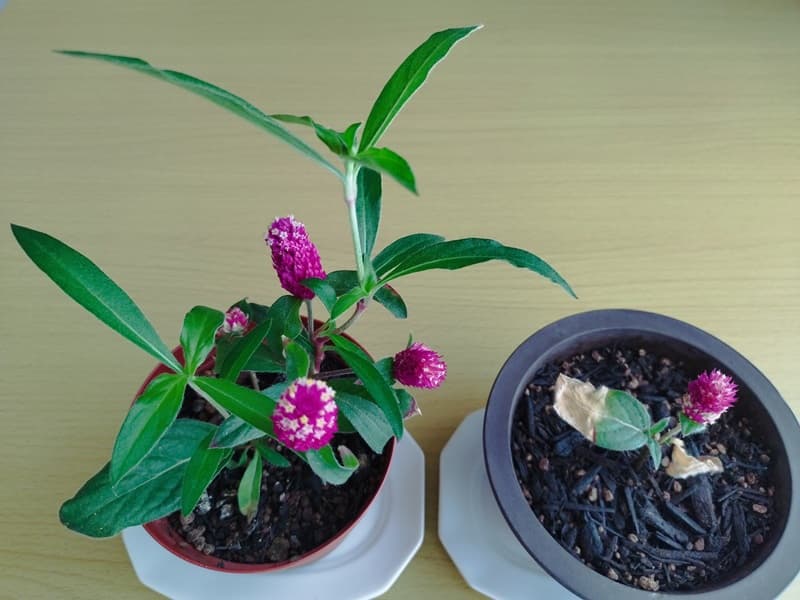 水挿しの根が短い状態で鉢植えして20cm近くまで育ち、濃いピンクの苞が4つ付いた千日紅(左)と、水挿しの根が長いまま植え替えて、葉が枯れかけながらも2つの小さな脇芽を出した千日紅(右)の比較写真