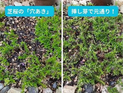 芝桜の穴あきが目立つ様子（左）と、挿し芽をして修復された様子（右）を比較したアイキャッチ画像