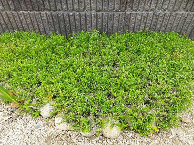 花後の刈り込みを終えて、スッキリと短く整えられた芝桜の株