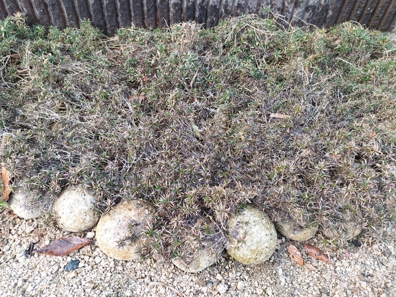 30cm以上伸びて茎が浮き上がり、根元がスカスカになった芝桜の状態