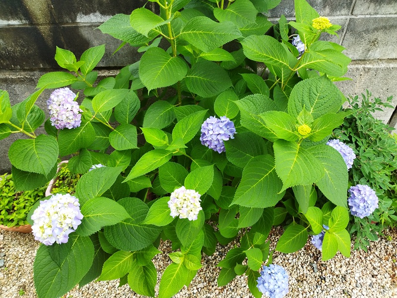 土に根を張って大きくなりすぎた薄紫色の手毬咲きアジサイ。鉢植えから巨大化した株の現在の様子